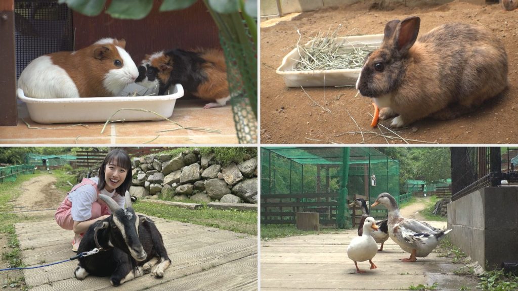 ヤギ、ウサギ、モルモット、あひる・かも　など
