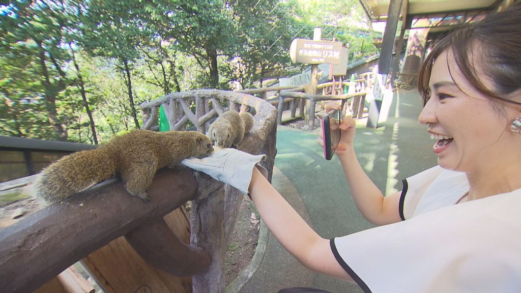 日本で初めてのリス村「ぎふ金華山リス村」