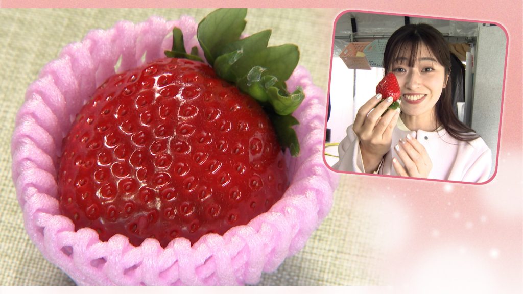 奈良のブランドいちご 古都華の魅力に迫る！