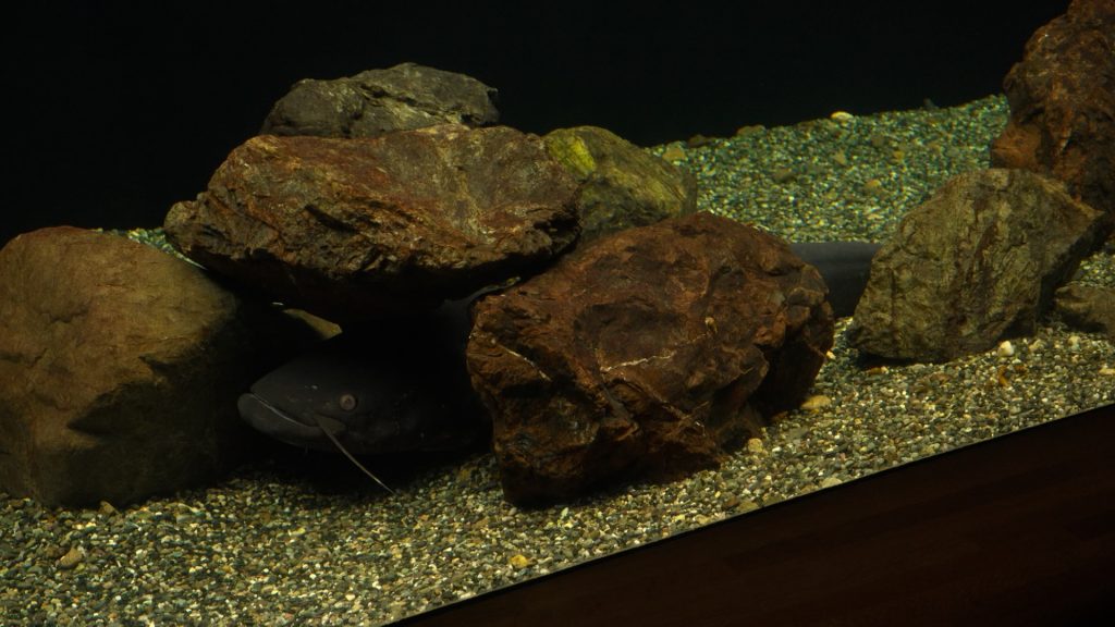 滋賀県立琵琶湖博物館